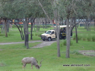 Disney's Animal Kingdom Lodge Unofficial Fan Site